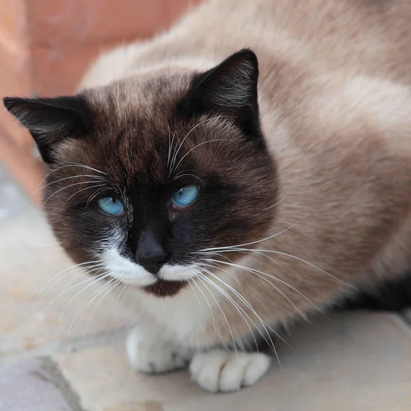 愚蠢的看交叉眼睛的暹罗猫 免版税图库图片