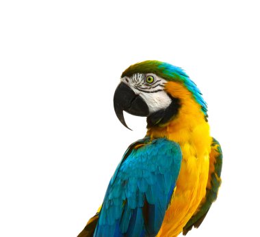 Parrot - curious looking yellow blue macaw  clipart
