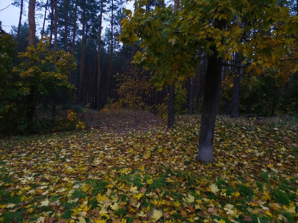 Viel Gelbes Laub Einem Wunderschönen Märchenwald — Stockfoto