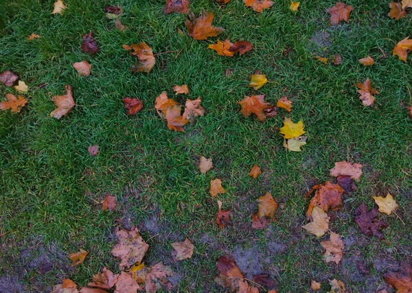 Blick Von Oben Auf Herbst Laub Auf Grünem Gras Hintergrund — Stockfoto