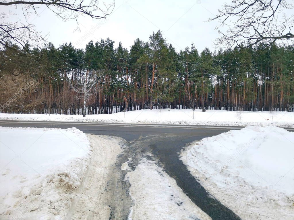 View of the asphalt road near the winter pine forest