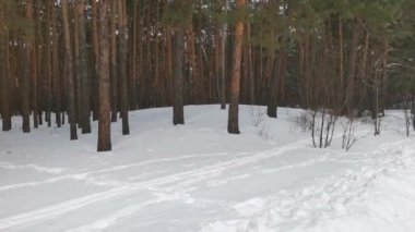 Çam kış ormanı. Karlı doğa.