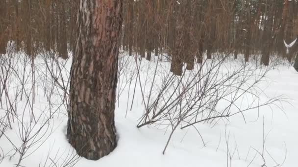 Vista Través Del Pino Hasta Bosque Nevado Invierno Naturaleza — Vídeos de Stock