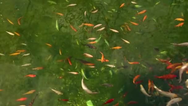 Verschillende Mooie Vissen Zwemmen Groen Water Het Meer Natuur Dieren — Stockvideo