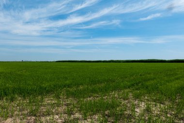 Uzakta büyük yeşil bir tarla ağacı yetişir. Bir sürü bitki. Yaz manzarası