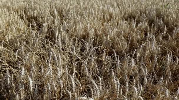 畑の小麦の背景 自然なテクスチャ 自然界の植物 — ストック動画