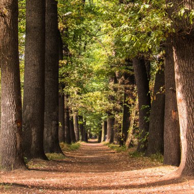 Almatı sonbahar yolu