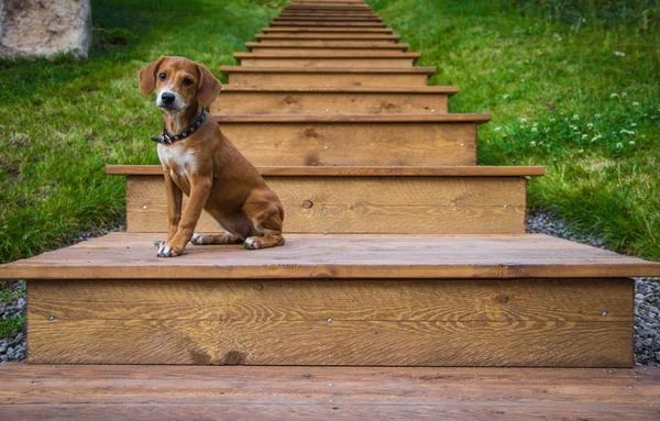 köpek merdiven