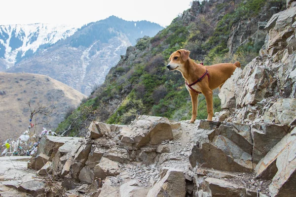 Köpek yavrusu dağlarda yürür