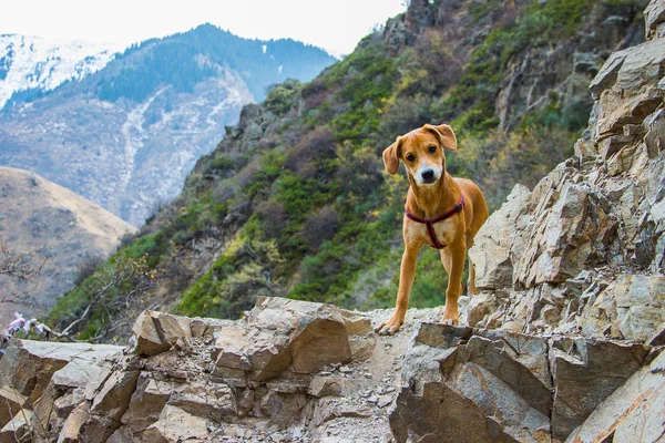 Köpek yavrusu dağlarda yürür