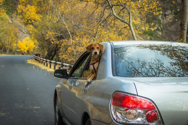 子犬は山を歩く — ストック写真