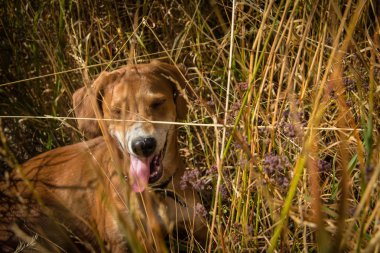 Köpek yavrusu dağlarda yürür