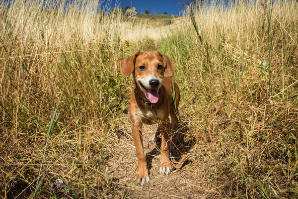 Köpek yavrusu dağlarda yürür