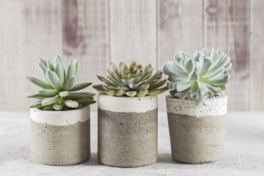 Açık renkli bir tabloda sulu ürünler koleksiyonu, yakın plan resim