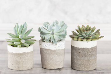 Açık renkli bir tabloda sulu ürünler koleksiyonu, yakın plan resim