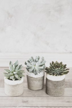 Açık renkli bir tabloda sulu ürünler koleksiyonu, yakın plan resim