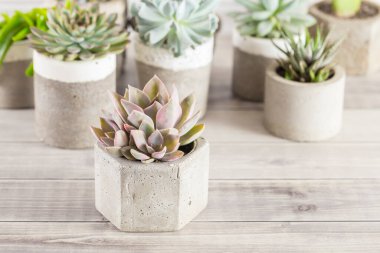 Açık renkli bir tabloda sulu ürünler koleksiyonu, yakın plan resim