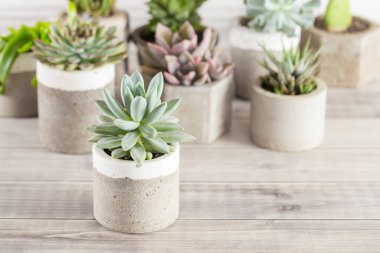 Açık renkli bir tabloda sulu ürünler koleksiyonu, yakın plan resim