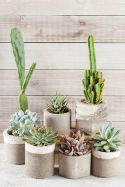 Açık renkli bir tabloda sulu ürünler koleksiyonu, yakın plan resim