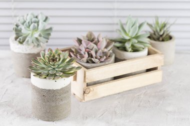 Açık renkli bir tabloda sulu ürünler koleksiyonu, yakın plan resim