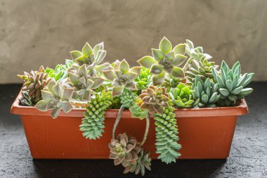 Saksıda çeşitli sulu bitkiler, görüntüyü kapatın.