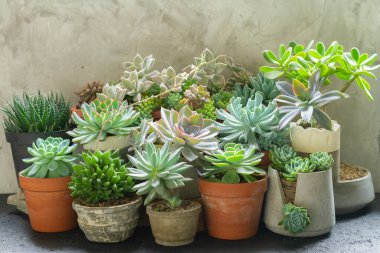 Saksıda çeşitli sulu bitkiler, görüntüyü kapatın.