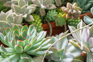 Saksıda çeşitli sulu bitkiler, görüntüyü kapatın.