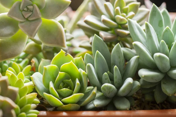 Varietà Piante Succulente Vaso Immagine Ravvicinata — Foto Stock