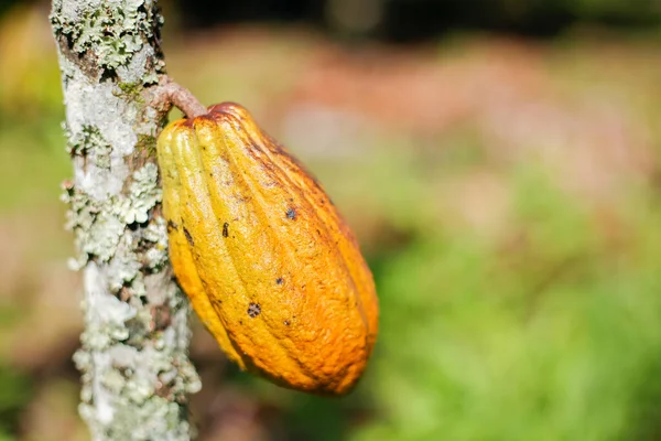 Фрукты Какао Растения Традиционной Культивации — стоковое фото