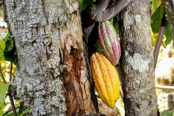 Фрукты Какао Растения Традиционной Культивации — стоковое фото