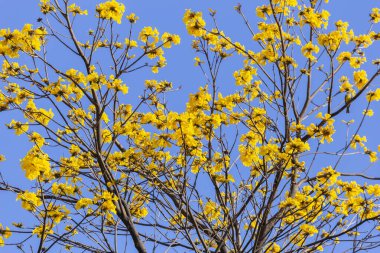 Mavi gökyüzünün altında çiçek açmış araguaney - Handroanthus chrysanthus