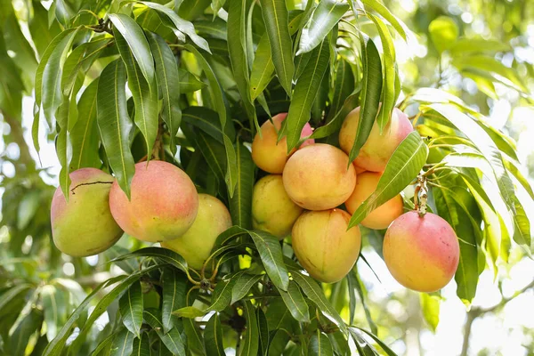 Mangos Tomy Frutas Tropicales Vista Frontal — Foto de Stock