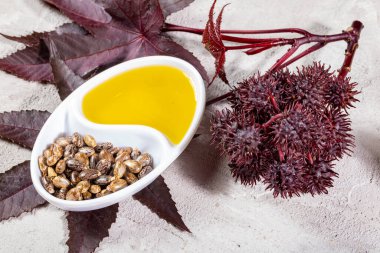 Hint yağı, meyve ve tohumlar - Ricinus komünü