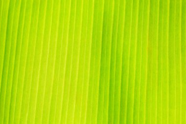 organik malzeme, muz yaprağı dokusu, doğal arkaplan