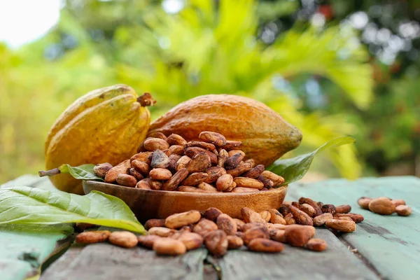 Какао Бобы Фрукты Theobroma Cacao Изображение Крупным Планом — стоковое фото