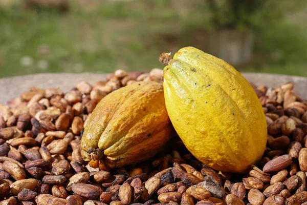 Kakao Çekirdekleri Meyveler Theobroma Kakao Görüntü Yakın Plan Görüntü — Stok fotoğraf