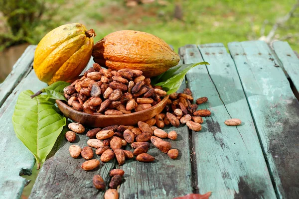 Какао Бобы Фрукты Theobroma Cacao Изображение Крупным Планом — стоковое фото