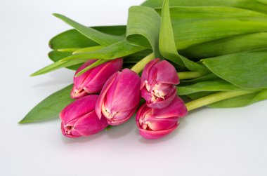 Beyaz arkaplanda pembe laleler