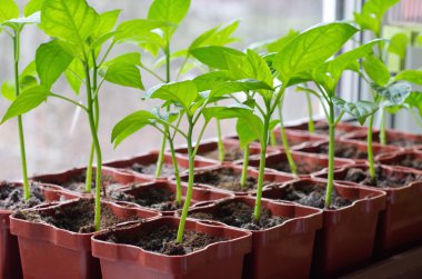 Plastik bardaklarda tatlı biber tohumları