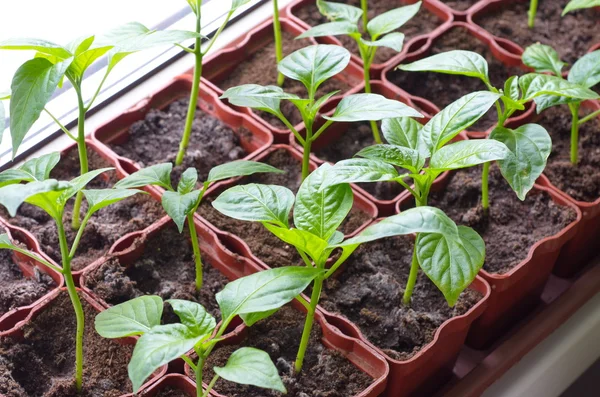 Seedlings of sweet pepper in plastic cups — Stock Photo, Image