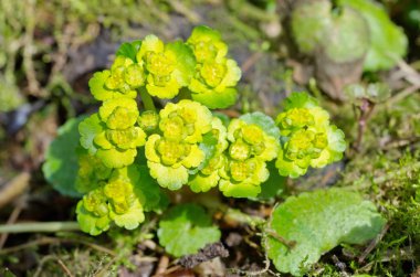 Bitki Chrysosplenium yakın çekim