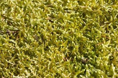 Sphagnum yosun bitki kökenli