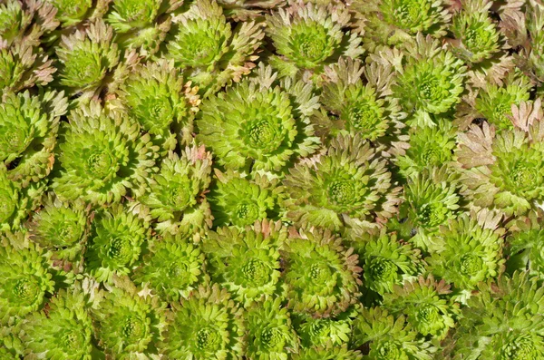 Plant background leaf saxifrage — Stock Photo, Image