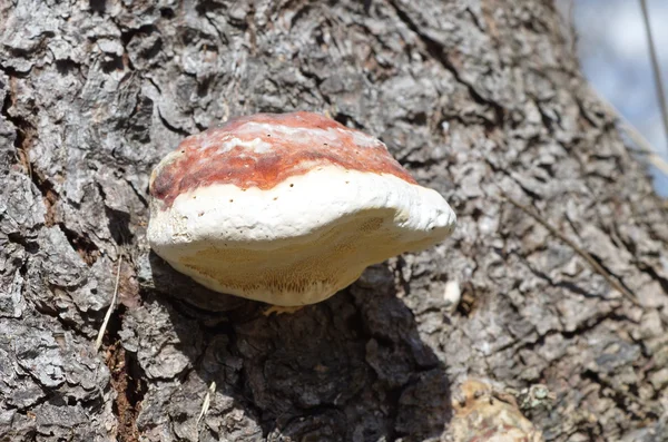 Il fungo fomitopsis pinicola (lat. Fomitopsis pinicola ) — Foto Stock