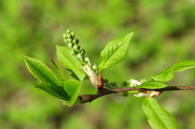 Bir kuş kiraz çiçek şube