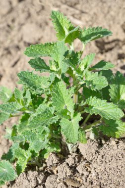 Bitki Melissa officinalis