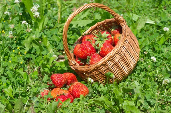 Καλάθι με ώριμες φράουλες — Φωτογραφία Αρχείου