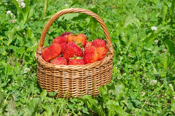 Korg med mogna jordgubbar på gräset — Stockfoto