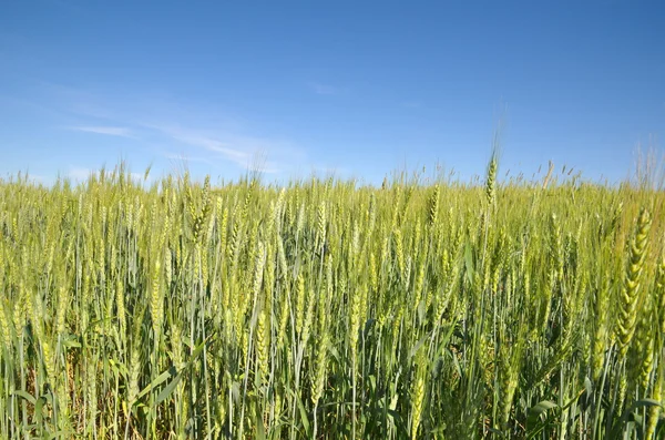 Field of rye on a summer day Stock Picture