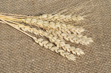 Çuval bezi çavdarlı kulakları